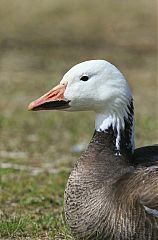 Snow Goose