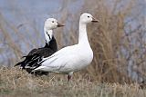 Snow Goose