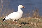 Snow Goose