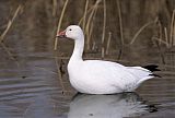 Snow Goose