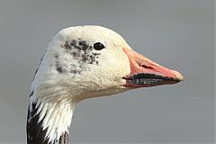 Snow Goose