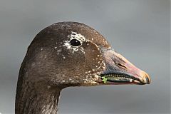 Snow Goose