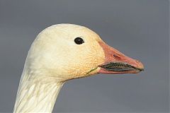 Snow Goose