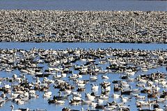 Snow Goose