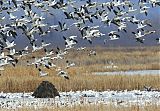 Snow Goose