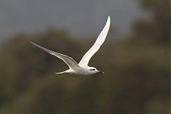 Snowy-crowned Tern