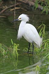 Snowy Egret