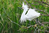 Snowy Egret