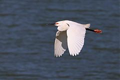 Snowy Egret