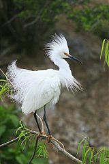 Snowy Egret