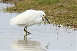 Snowy Egretborder=