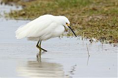 Snowy Egret