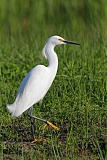 Snowy Egret