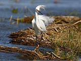 Snowy Egretborder=