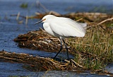 Snowy Egretborder=