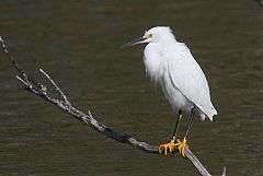 Snowy Egret