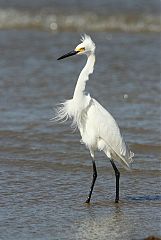 Snowy Egret