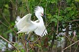 Snowy Egret