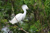 Snowy Egret