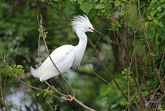 Snowy Egret