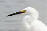 Snowy Egret