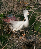 Snowy Egretborder=