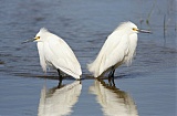 Snowy Egret