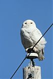 Snowy Owl