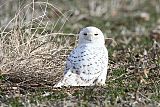 Snowy Owl