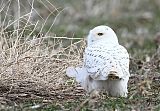 Snowy Owl