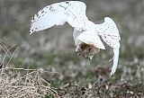 Snowy Owlborder=