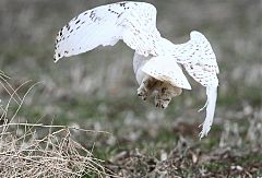 Snowy Owl