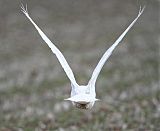 Snowy Owl