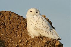 Snowy Owl