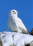 Snowy Owl