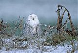 Snowy Owl