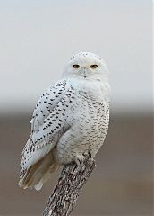 Snowy Owl