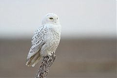 Snowy Owl