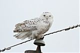Snowy Owlborder=