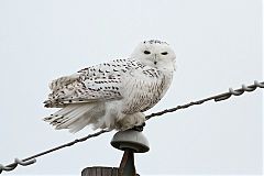 Snowy Owl