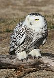 Snowy Owl