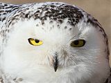 Snowy Owl