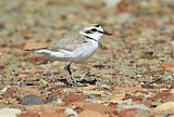 Snowy Plover