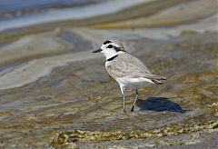 Snowy Plover