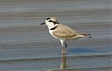 Snowy Plover