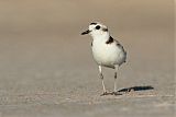 Snowy Plover