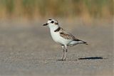 Snowy Plover