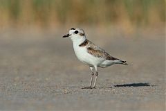 Snowy Plover