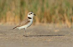 Snowy Plover