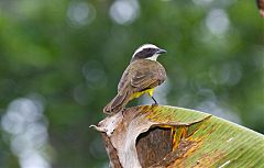 Social Flycatcher